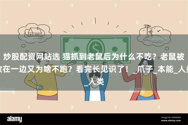 炒股配资网站选 猫抓到老鼠后为什么不吃？老鼠被放在一边又为啥不跑？看完长见识了！_爪子_本能_人类